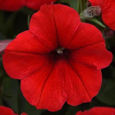 Petunia E3 Easy Wave Red 