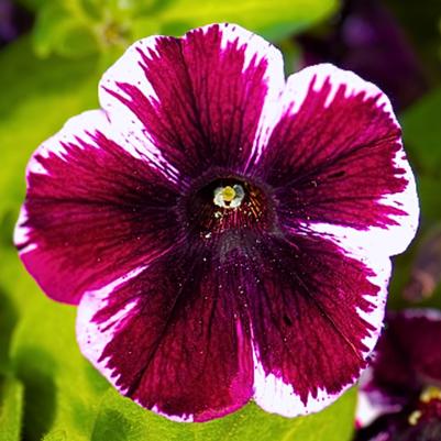 Petunia Sweetunia Miss Marvelous 