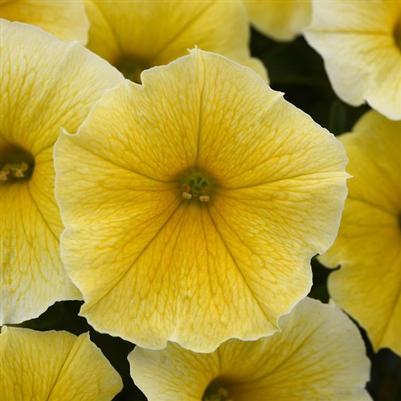 Petunia Bee's Knees Yellow 