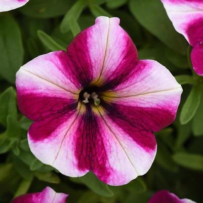 Petunia Starlet Magenta Star 