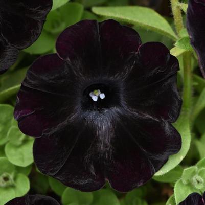 Petunia Startlet Velvet 