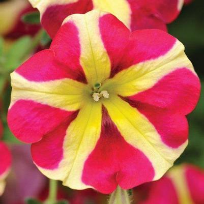 Petunia Amore 