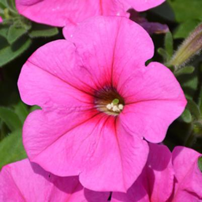 Petunia Potunia Plus Pinkalicious 