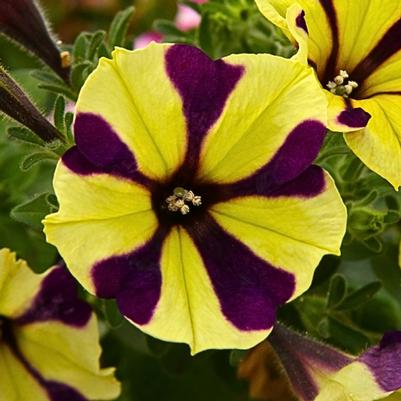 Petunia Smartunia WIndmill Black 