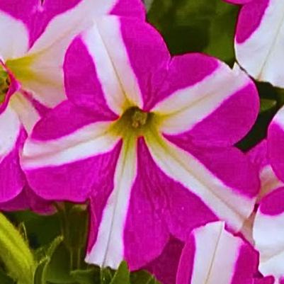 Petuni Smartunia WIndmill Pink 