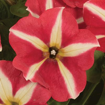 Petunia Smartunia WIndmill Red 