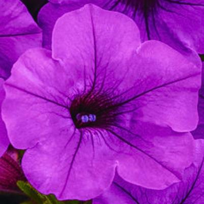 Petunia Supertunia Mini Vista Indigo 