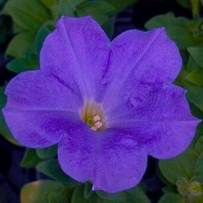 Petunia Surprise Blue Sky 