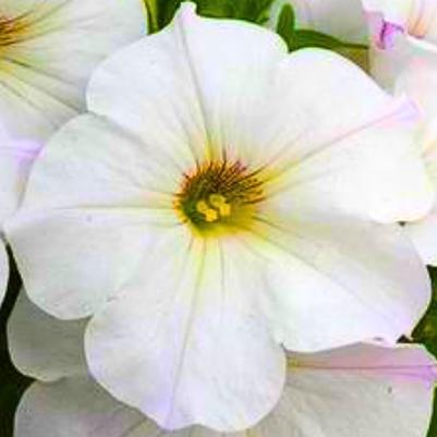 Petunia Surprise White 