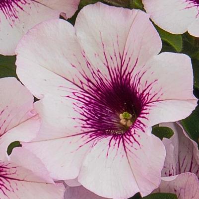 Petunia Surprise White Orchid 