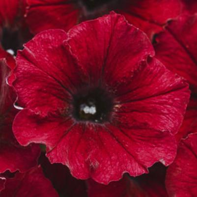 Petunia Supertunia Black Cherry 