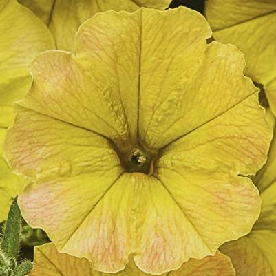 Petunia Supertunia Honey 