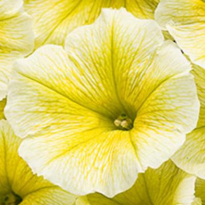 Petunia Supertunia Limoncello 