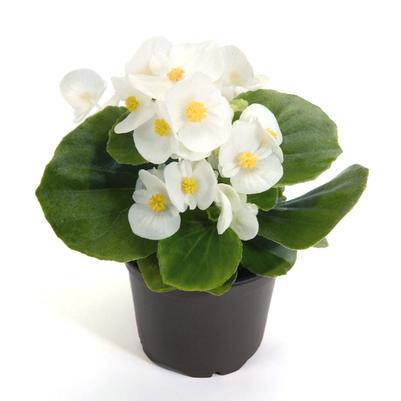 Begonia Sprint White 