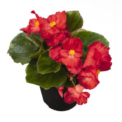 Begonia Sprint 