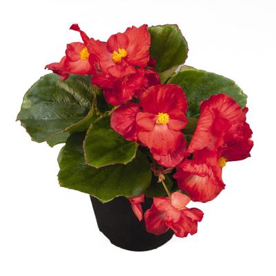 Begonia Sprint Scarlet 