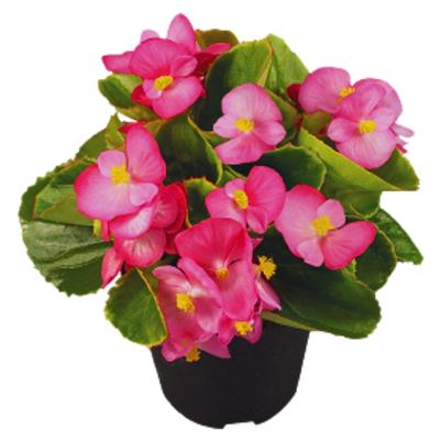 Begonia Sprint Deep Pink 