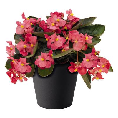 Begonia Big Rose 