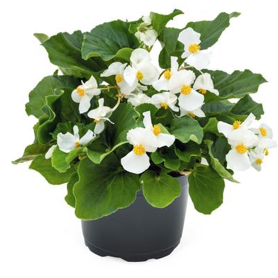 Begonia Big White 