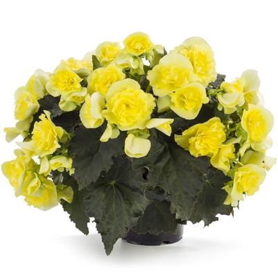 Begonia Solenia Yellow 