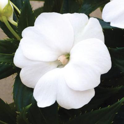 Sunpatien Compact White 