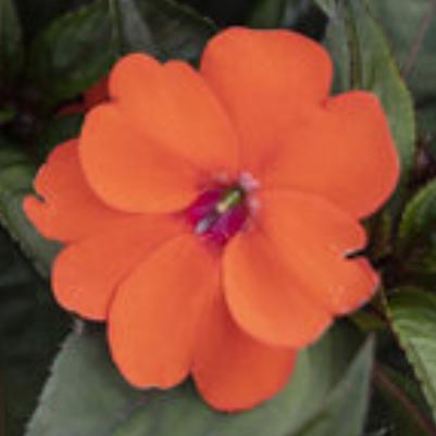 Sunpatien Compact Orange 