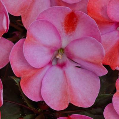 Sunpatien Compact Pink Candy 