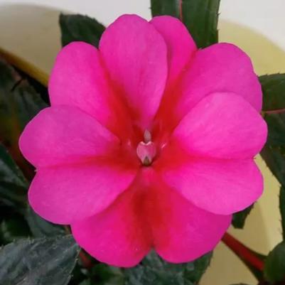 Sunpatien Compact Rose Glow 