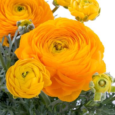 Ranunculus Maché Yellow 