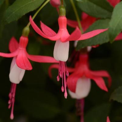 Fuchsia Fuchsita Red and White 