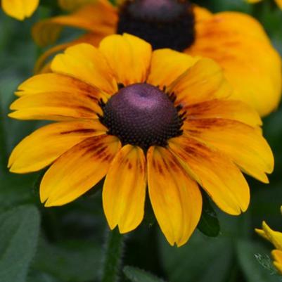 Rudbeckia Toto Gold 