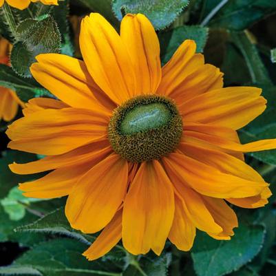 Rudbeckia Amarillo Gold 