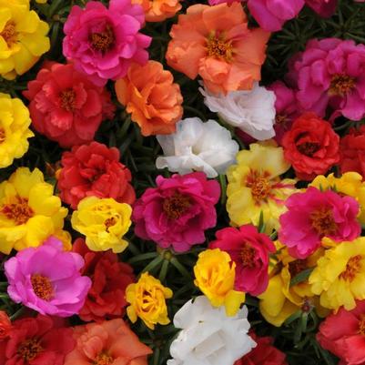 Portulaca Happy Hour Tropical Mix 