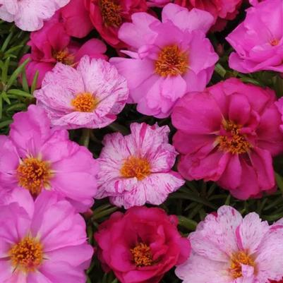 Portulaca Happy Hour Pink Passion Mix 