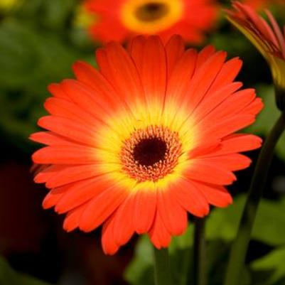 Gerbera Daisy Midi Fireball 
