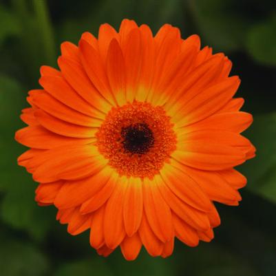 Gerbera Daisy Revolution Bicolor Yellow Orange 