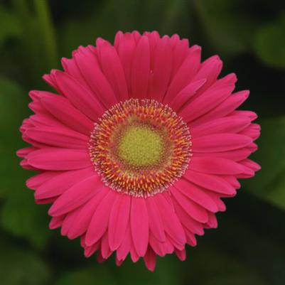 Gerbera Daisy Revolution Bright Rose Light Eye 