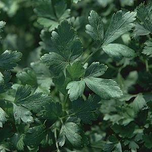 Parsley Italian Dark Single 