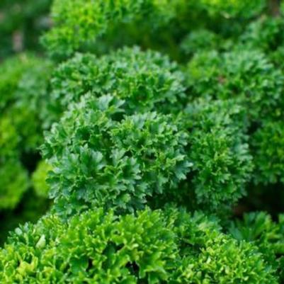 Parsley Triple Curled 