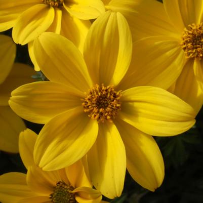 Bidens Bidy Gonzales Yellow 