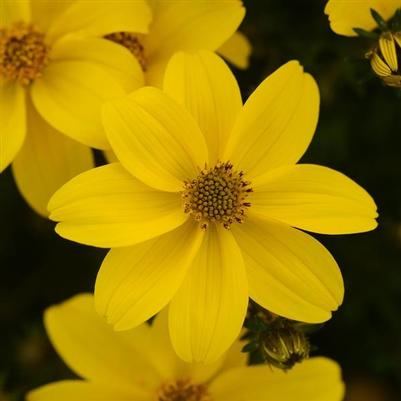 Bidens Sundrop Compact Yellow 