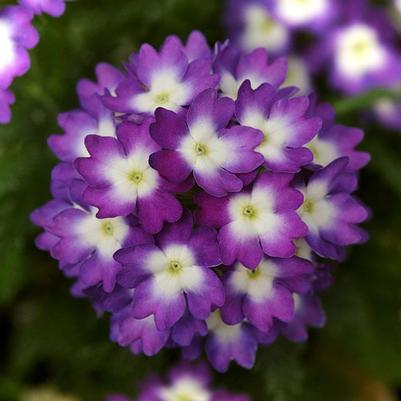 Verbena Wink Violet 