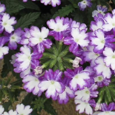 Verbena Wicked Cool Blue 