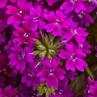 Verbena Superbena Royale Plum Wine 