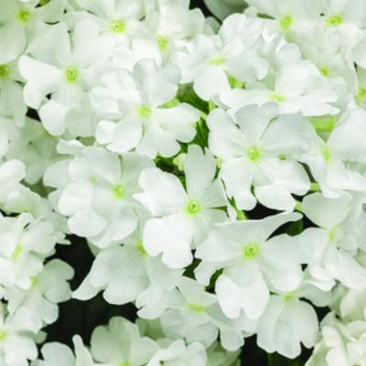 Verbena Superbena Whiteout 