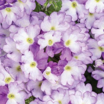Verbena Superbena Sparkling Amethyst 