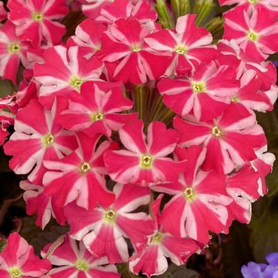 Verbena Superbena Cherry Starburst 