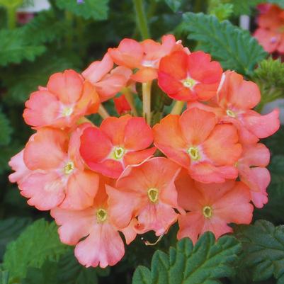Verbena Superbena Peachy Keen 