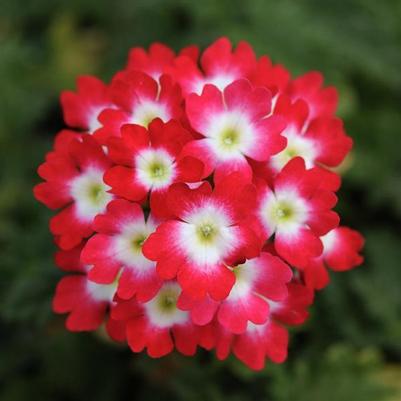 Verbena Lascar Red Rose 