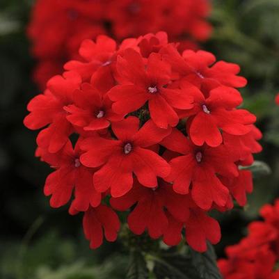 Verbena Firehouse Red 